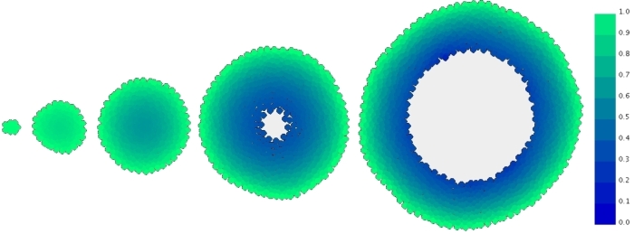 Simulation of a growing multicell tumour spheroid, showing formation of a necrotic core.